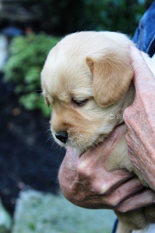 Royalty Free Photo - I Will Take This One - Holding the Puppy - This Puppy is the Cutest - Puppy Eyes are the Best - Fantastic Puppy Photos for Website, Pet Blogs, or as迷人的照片背景艺术- My Little Friend is So Adorable - New Family Pet
